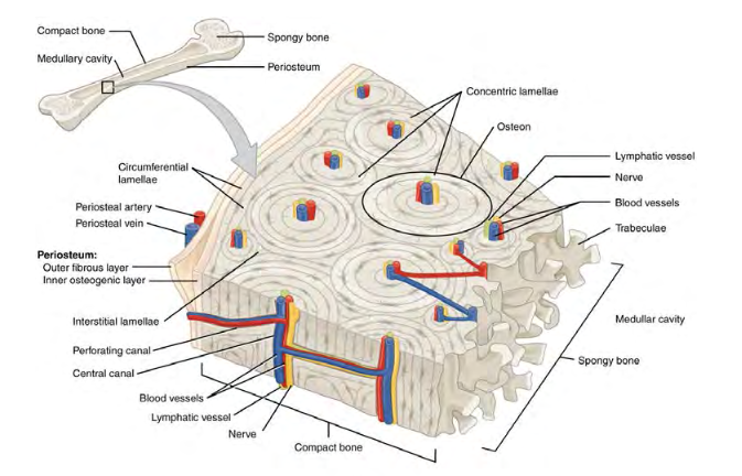 Compact bone microstructure with osteons
